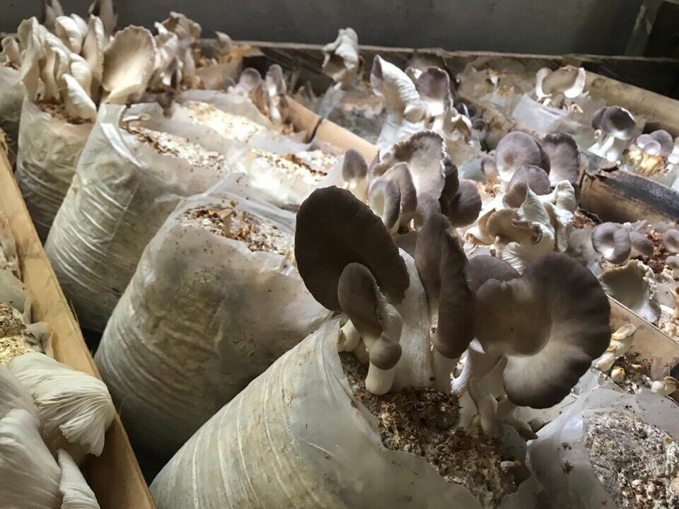 Mushroom grow bags par production