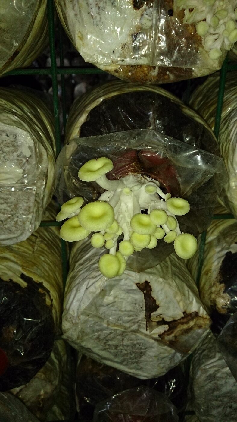 Mushroom farm mein arranged grow bags