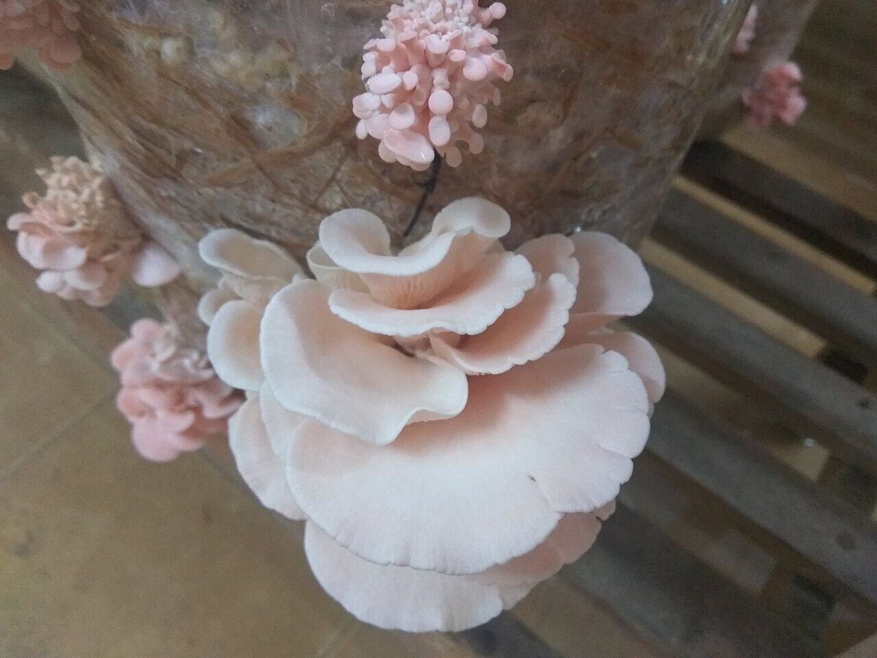 Fresh oyster mushrooms